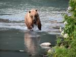Bear Alaska
