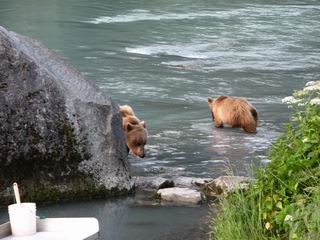 Bear and 2 cubs fishing for lunch