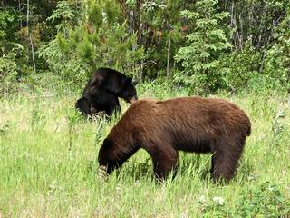 Black Bear & Brown Bear Eating together