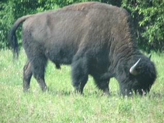 Buffalo as big as Campers