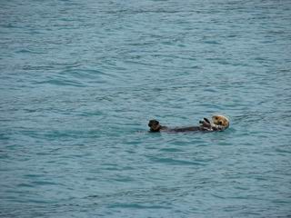 Sea otter in Valdez Harbor